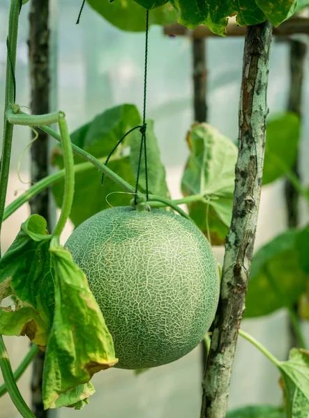 Melão fruta com planta pendurada com corda — Fotografia de Stock