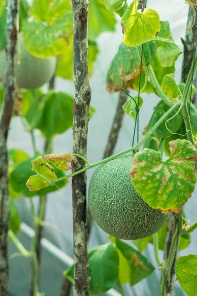 Melão fruta com planta pendurada com corda — Fotografia de Stock