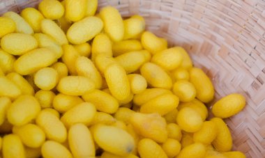 İpek üretim süreci, ipekböceği koza