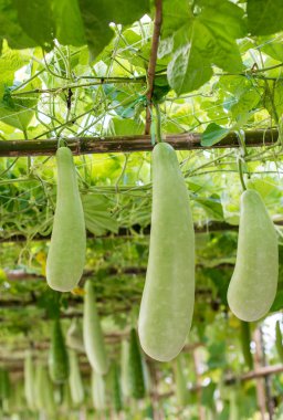 Kış kavun ve baboom yapısı üzerinde asılı squash