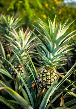 Ananas çiftlik, hasat zamanı