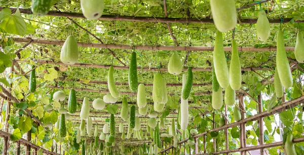 Invierno melón y calabaza colgando en la estructura baboom —  Fotos de Stock