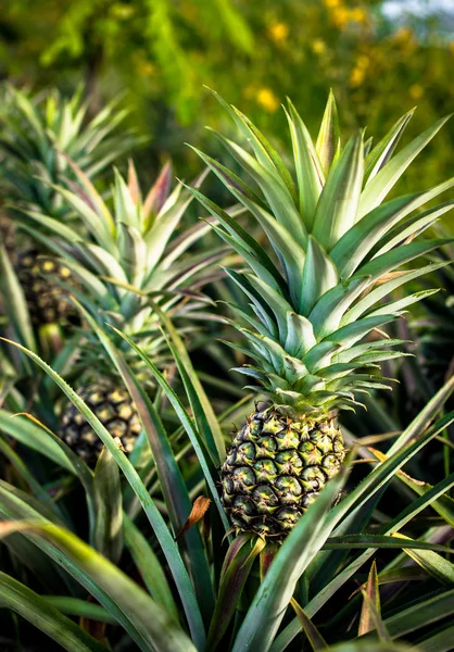 Ananas çiftlik, hasat zamanı