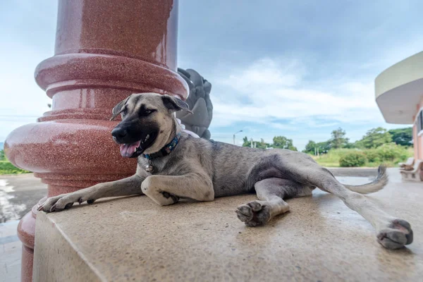 Cane sorriso e relax — Foto Stock