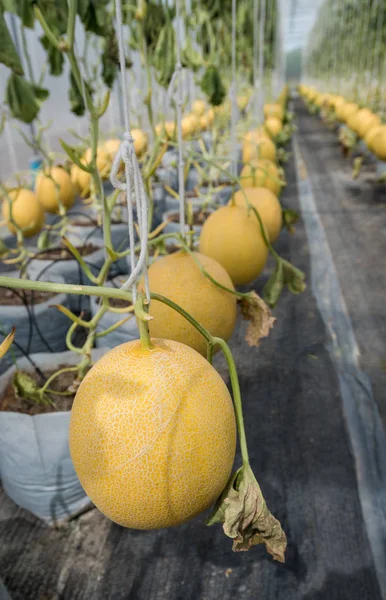 Melone erntereif, Bio-Bauernhof — Stockfoto