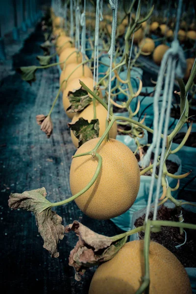 Melón listo para cosechar, Granja ecológica —  Fotos de Stock