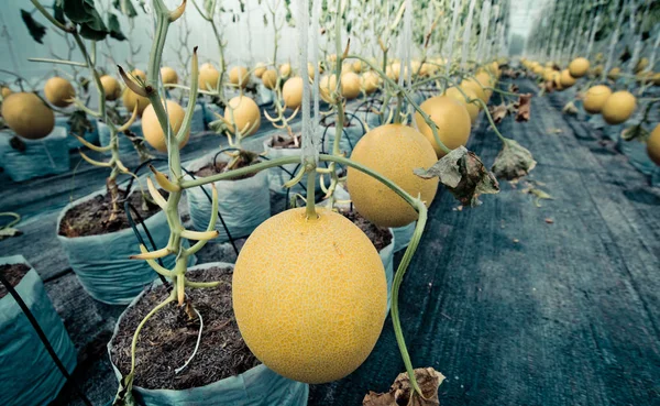 Melon gotowe do zbiorów, gospodarstwo ekologiczne — Zdjęcie stockowe