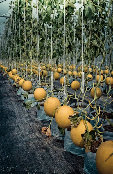 Melon redo att skörda, ekologisk gård — Stockfoto