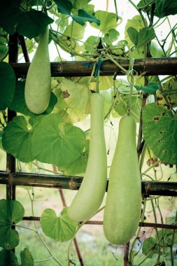 Kış kavun ve yapısı üzerinde asılı squash