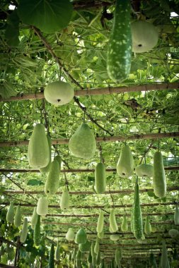 Kış kavun ve yapısı üzerinde asılı squash