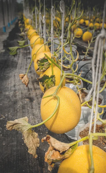 Melon redo att skörda, ekologisk gård — Stockfoto