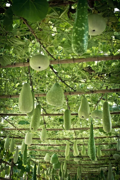Kış kavun ve yapısı üzerinde asılı squash