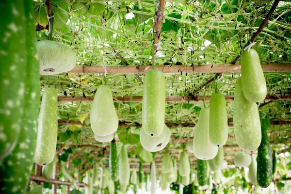 Melón de invierno y calabaza colgando de la estructura —  Fotos de Stock