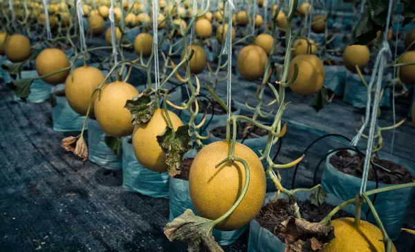 Melão pronto para a colheita, fazenda orgânica — Fotografia de Stock