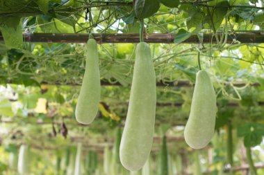 Kış kavun ve baboom yapısı üzerinde asılı squash