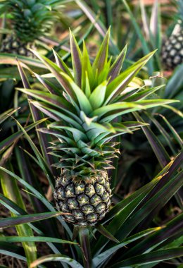 Ananas çiftlik, hasat zamanı