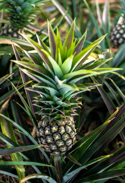 Ananas çiftlik, hasat zamanı