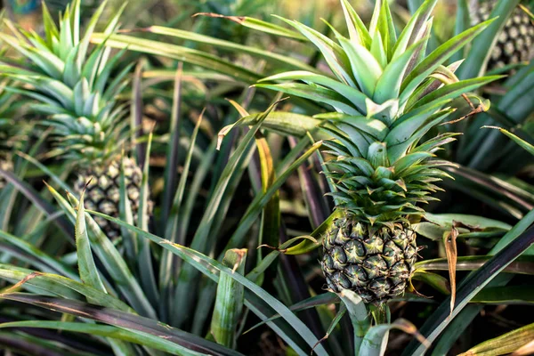 Ananas gård, tid att skörda — Stockfoto