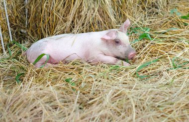 Kameraya bakarak bebek domuz