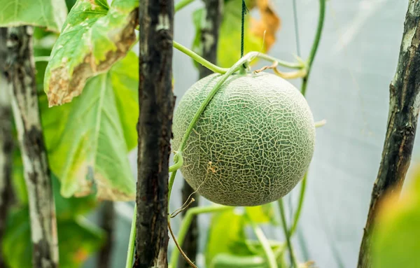 Melão fruta com planta pendurada com corda — Fotografia de Stock