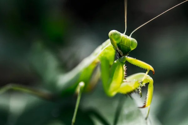在绿叶上祈祷螳螂 — 图库照片