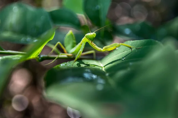 Mantis religiosa en hoja verde — Foto de Stock