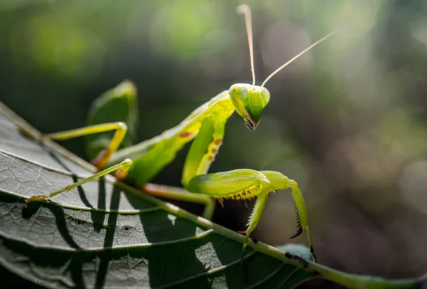 Praying mantis on green leaf — Stock Photo, Image