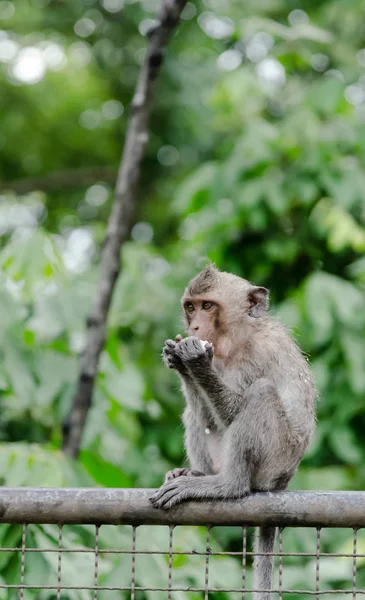 Fiatal majom eszik a fal — Stock Fotó