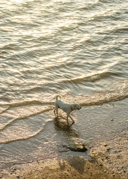 Deniz günbatımı ışığı efekti ile yürüyüş köpekler — Stok fotoğraf