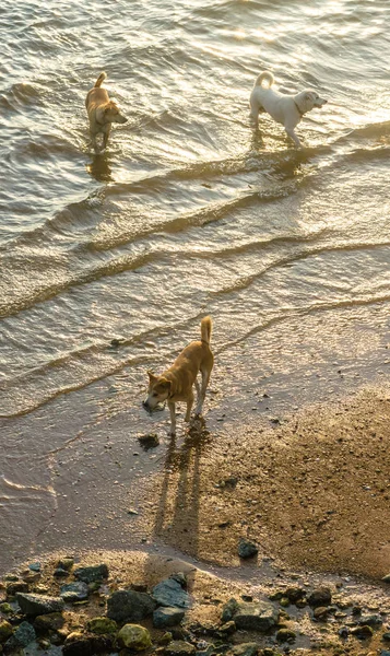 Cani che camminano in mare con effetto luce del tramonto — Foto Stock