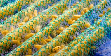 İpek üretim süreci, ipekböceği koza