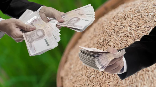 Político con concepto de plan de subsidios al arroz — Foto de Stock