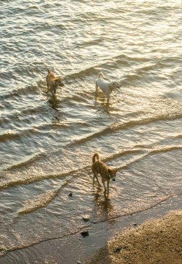 Deniz günbatımı ışığı efekti ile yürüyüş köpekler