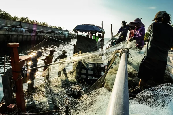 Grupo de pescadores sacan pescado de la red —  Fotos de Stock