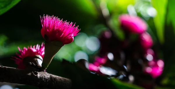 Flor de maçã malaia na árvore — Fotografia de Stock