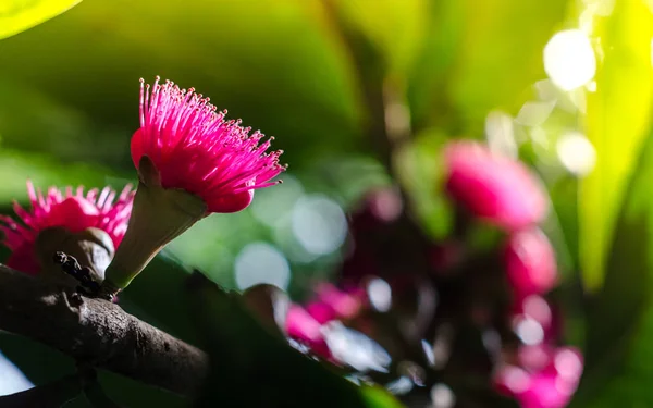 Flower of Malay apple on tree — Stock Photo, Image