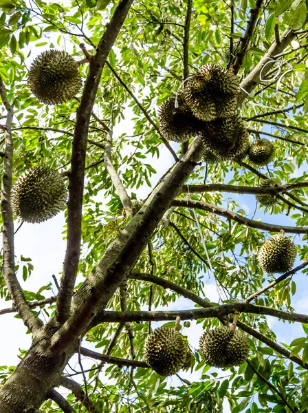 Durian en el árbol, Vista de ángulo bajo —  Fotos de Stock