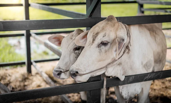 Ranch di mucche, vacche nutrici — Foto Stock