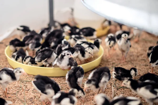 Pequenas galinhas na fazenda — Fotografia de Stock