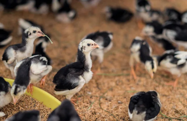 Little kurczaki w gospodarstwie — Zdjęcie stockowe
