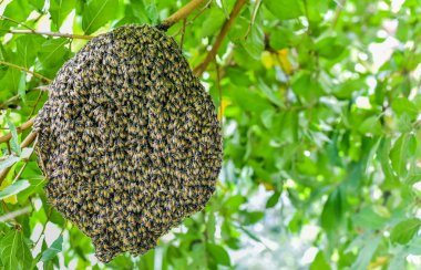 Arılar Petek, böcek doğa