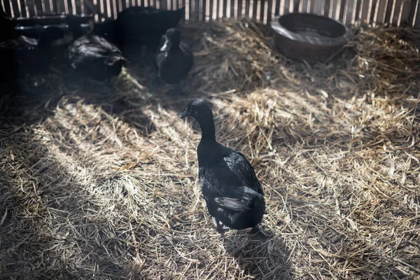 Чорна качка з ранковим світлом у фермі — стокове фото