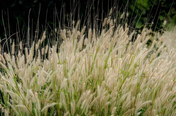 Champ de fleurs herbe — Photo