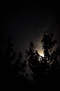 Ay ışığı ağacıyla silüeti