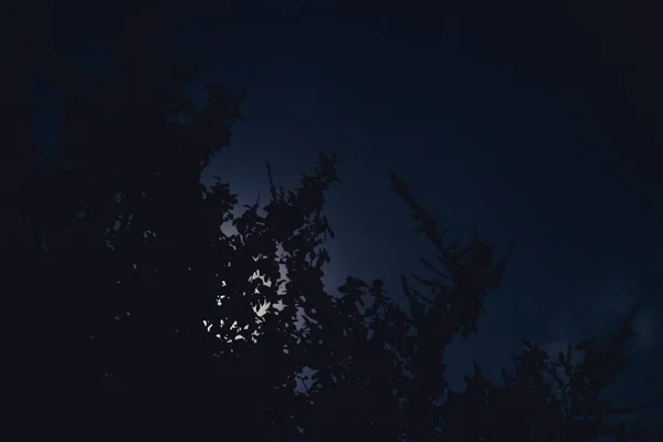 Silueta de árbol con luz de luna — Foto de Stock