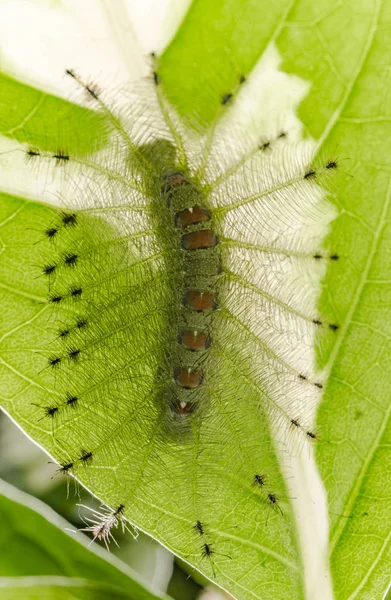공통 화려한 바론 나비 (Euthalia luben의 애벌레 — 스톡 사진