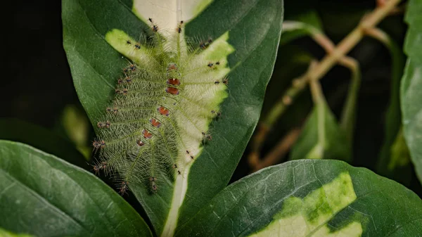 Caterpillar yeşil yaprak üzerinde ortak şatafatlı Baron kelebek