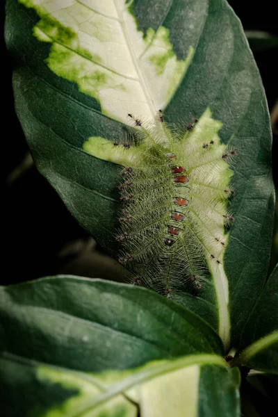 Caterpillar yeşil yaprak üzerinde ortak şatafatlı Baron kelebek