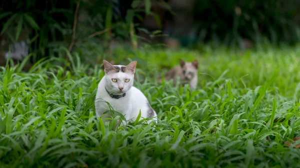 Katter i trädgården — Stockfoto
