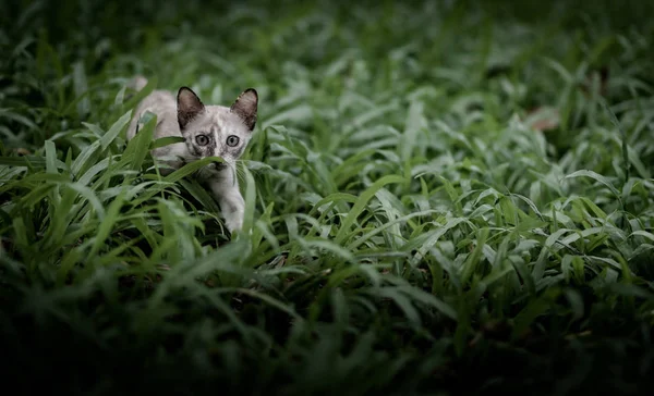 Cat on green grass in garden — Stock Photo, Image